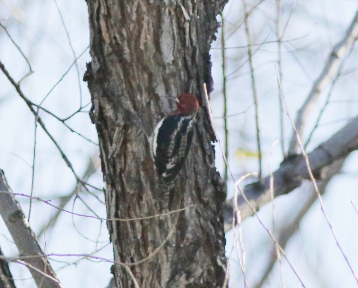 Red-breasted Sapsucker - ML195714101