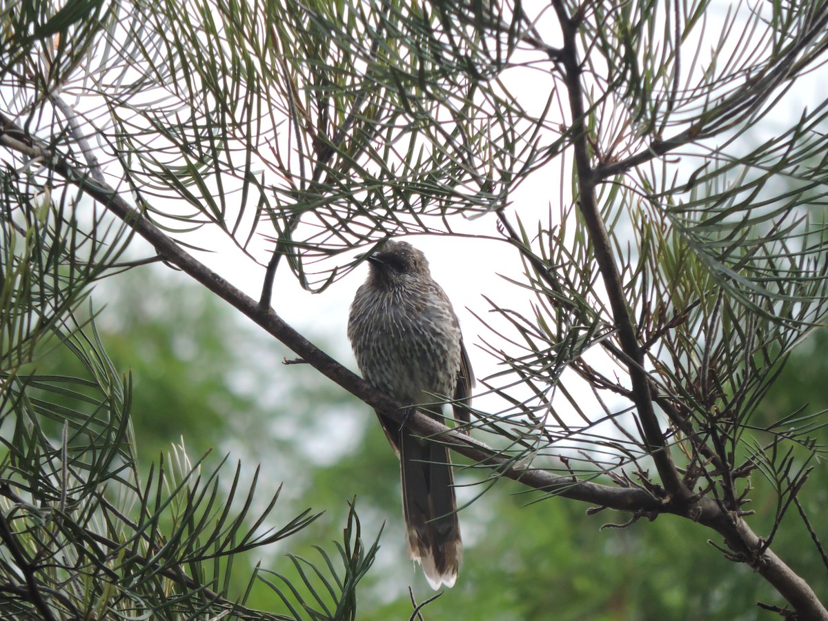 Little Wattlebird - ML195714441