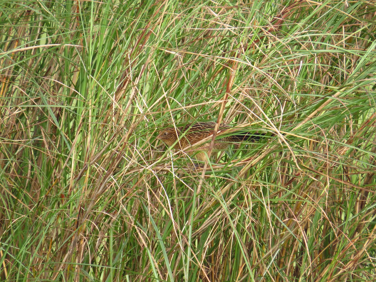 Lesser Coucal - ML195714561