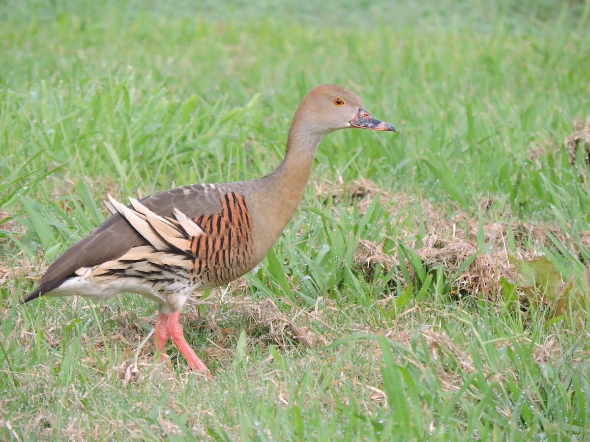 Plumed Whistling-Duck - ML195714641