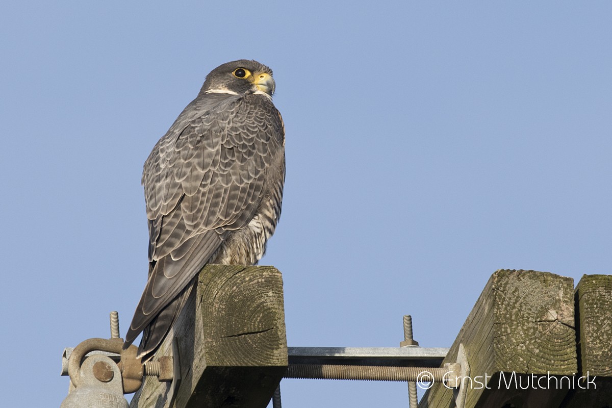 Peregrine Falcon (North American) - Ernst Mutchnick