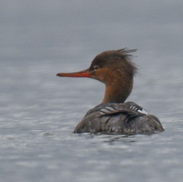 Red-breasted Merganser - ML195720271