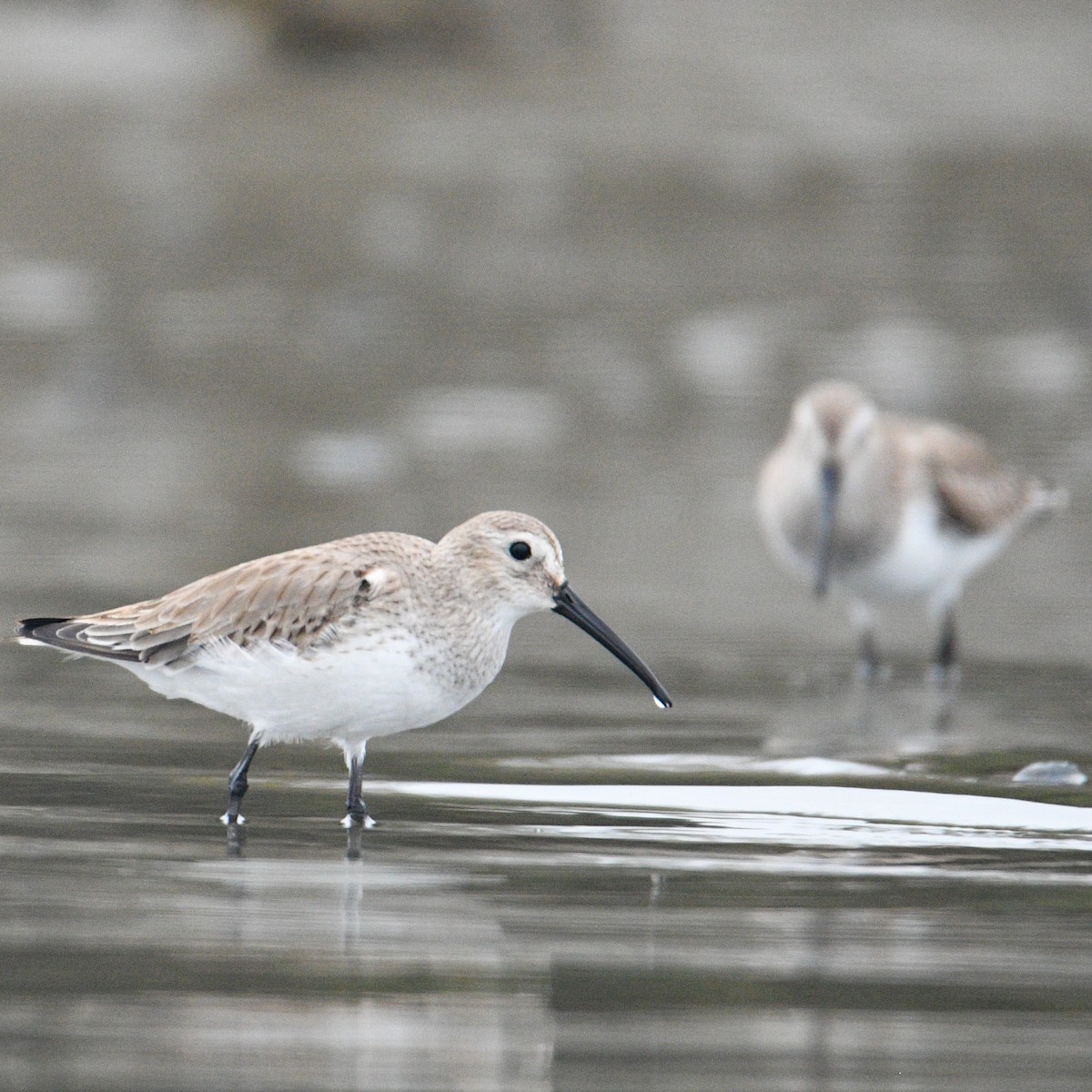 Dunlin - ML195720351