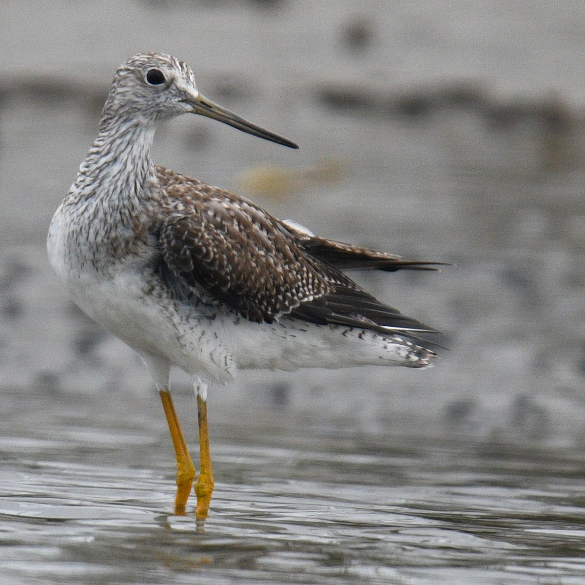 Greater Yellowlegs - ML195720361