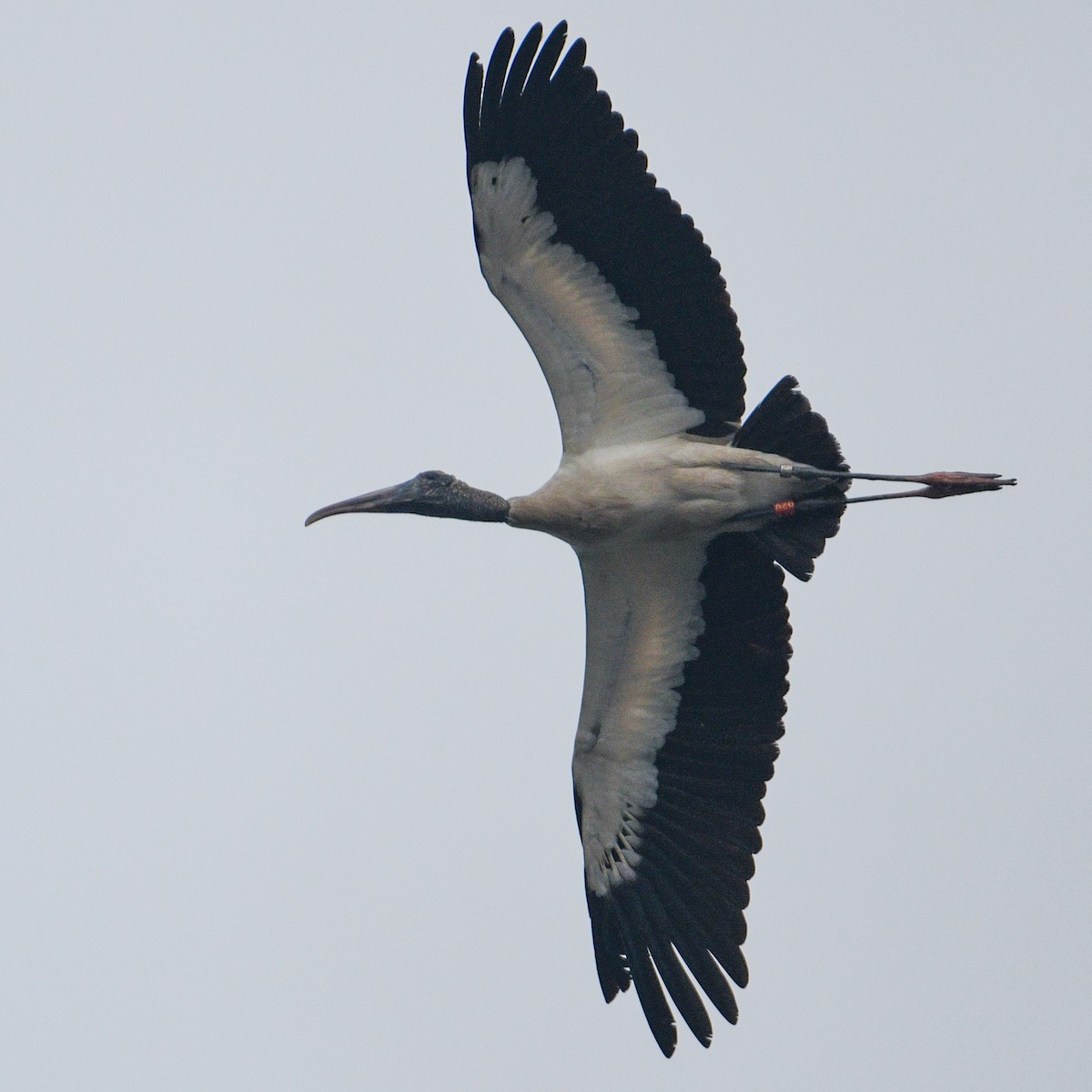 Wood Stork - ML195720451