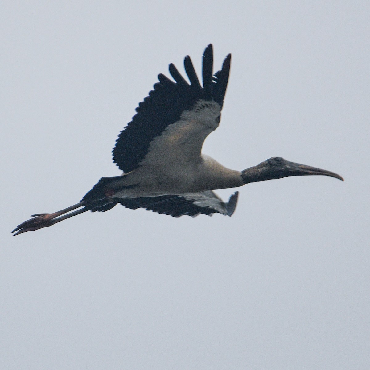 Wood Stork - ML195720461