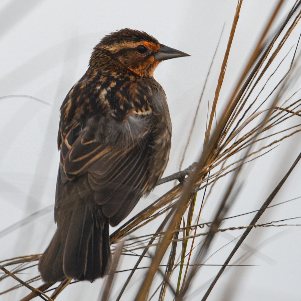 Red-winged Blackbird - ML195720641