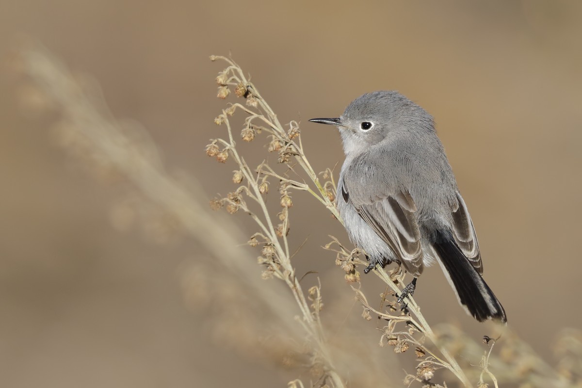 Blue-gray Gnatcatcher - Sharif Uddin
