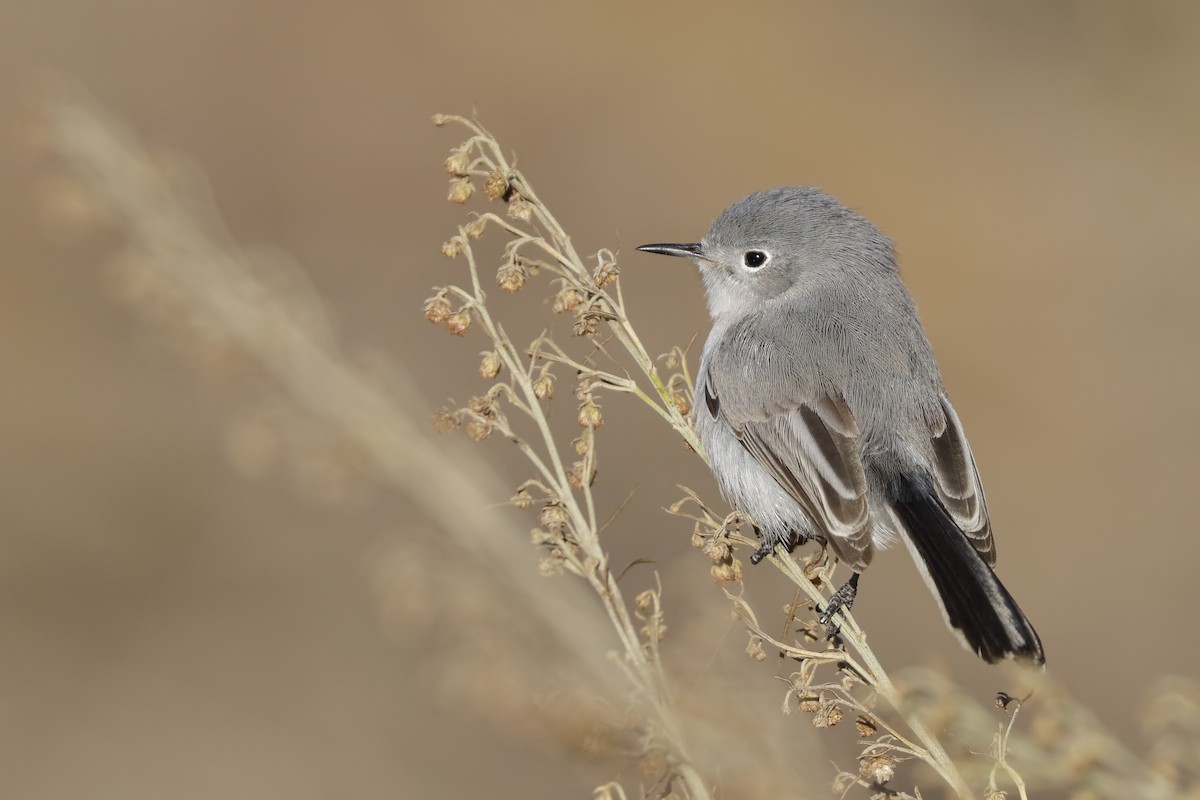 Blue-gray Gnatcatcher - ML195721811