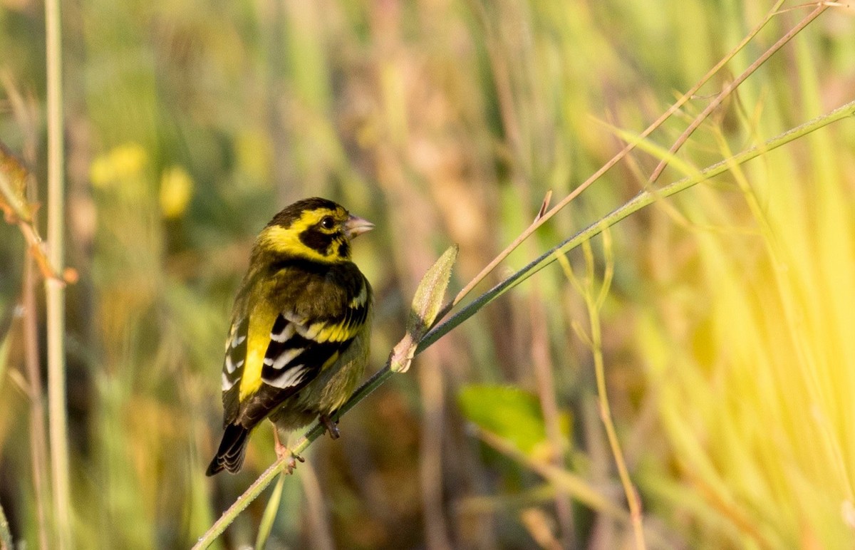 Yellow-breasted Greenfinch - ML195722521