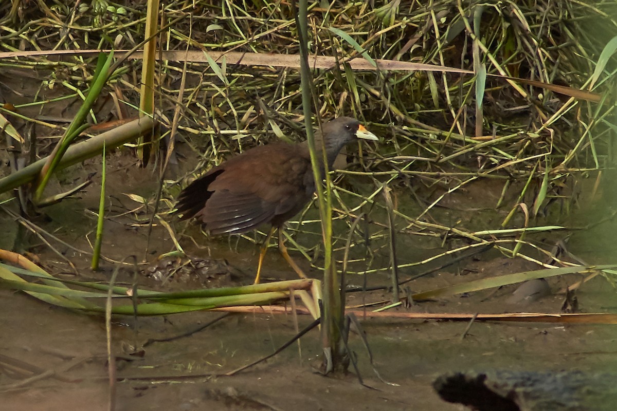 Pale-vented Bush-hen - ML195722761