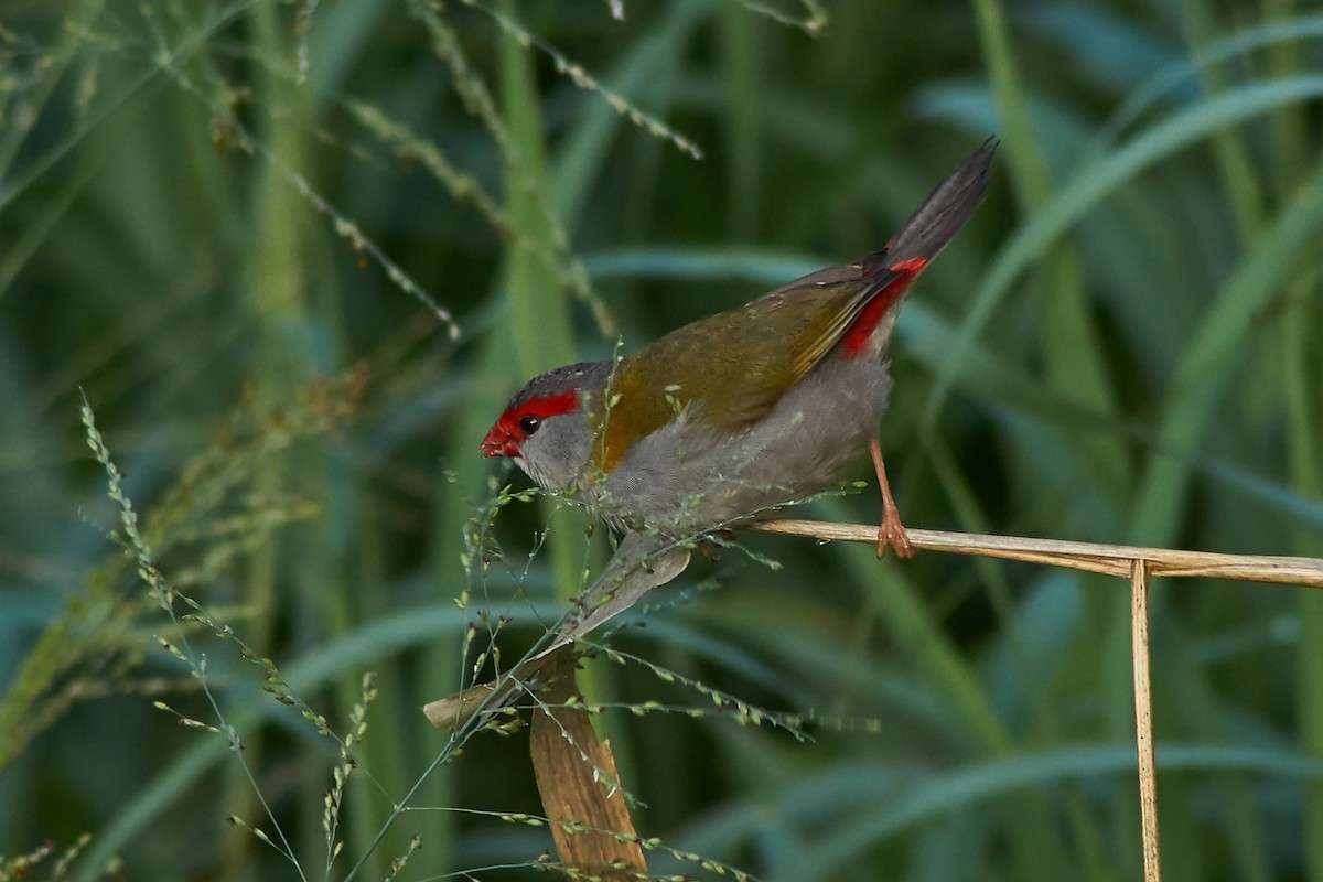 Red-browed Firetail - ML195722791