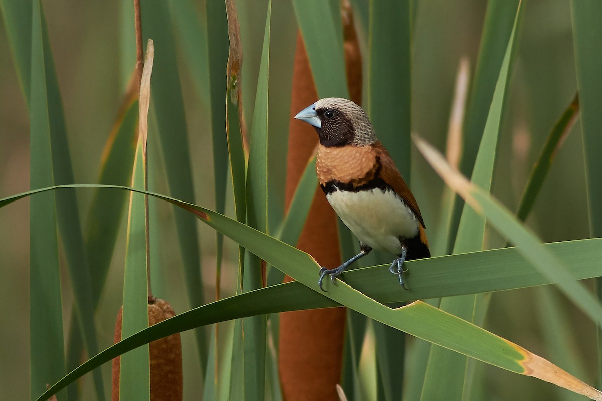 Chestnut-breasted Munia - ML195723471