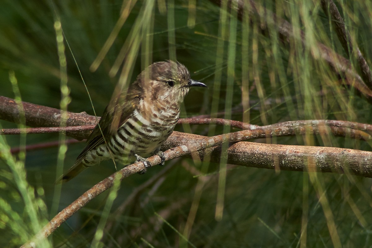 Little Bronze-Cuckoo - ML195723631