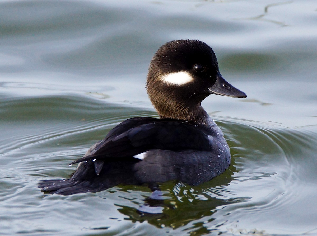 Bufflehead - ML195724271