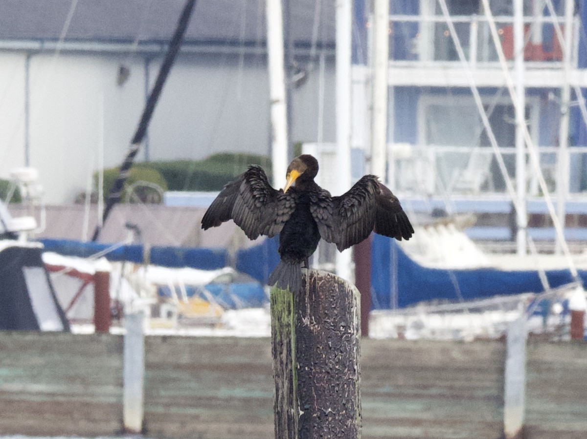 Double-crested Cormorant - ML195724291