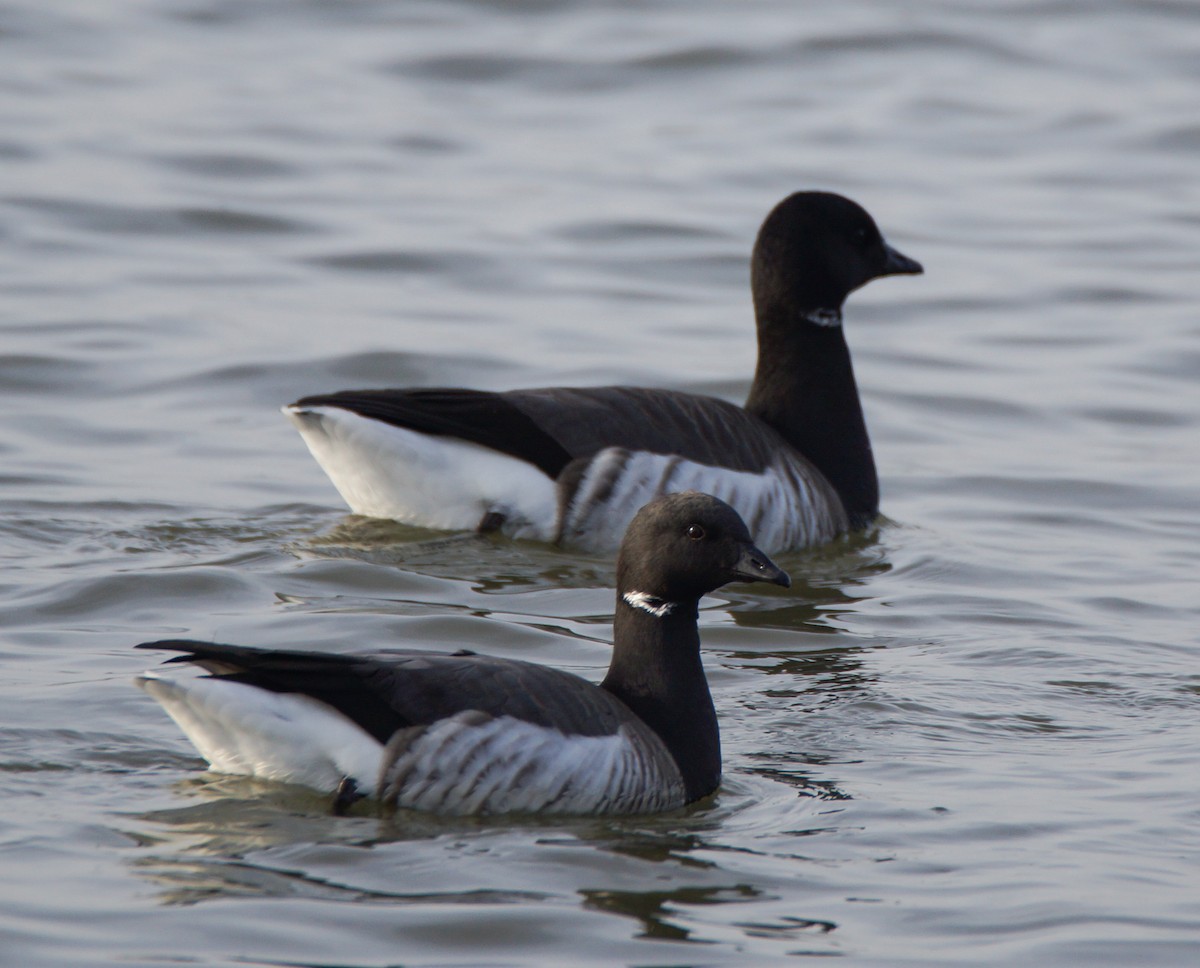 Brant - ML195724311