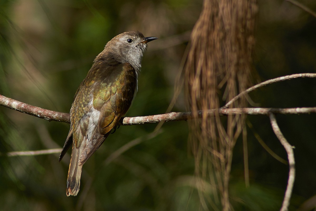 Shining Bronze-Cuckoo - ML195724381