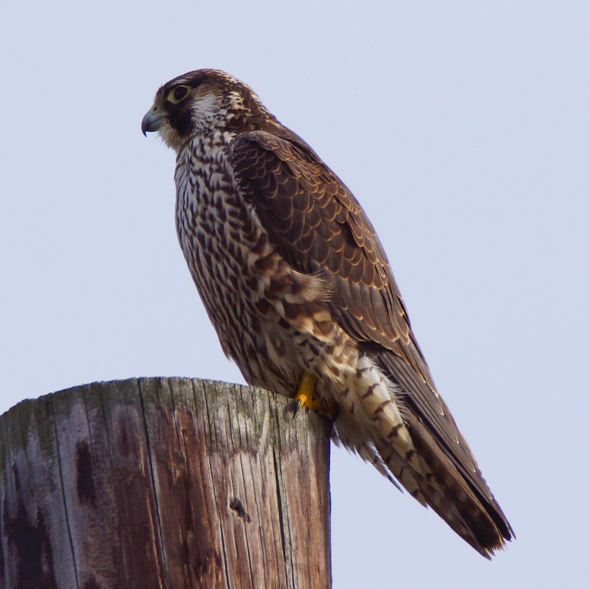 Peregrine Falcon - ML195724441