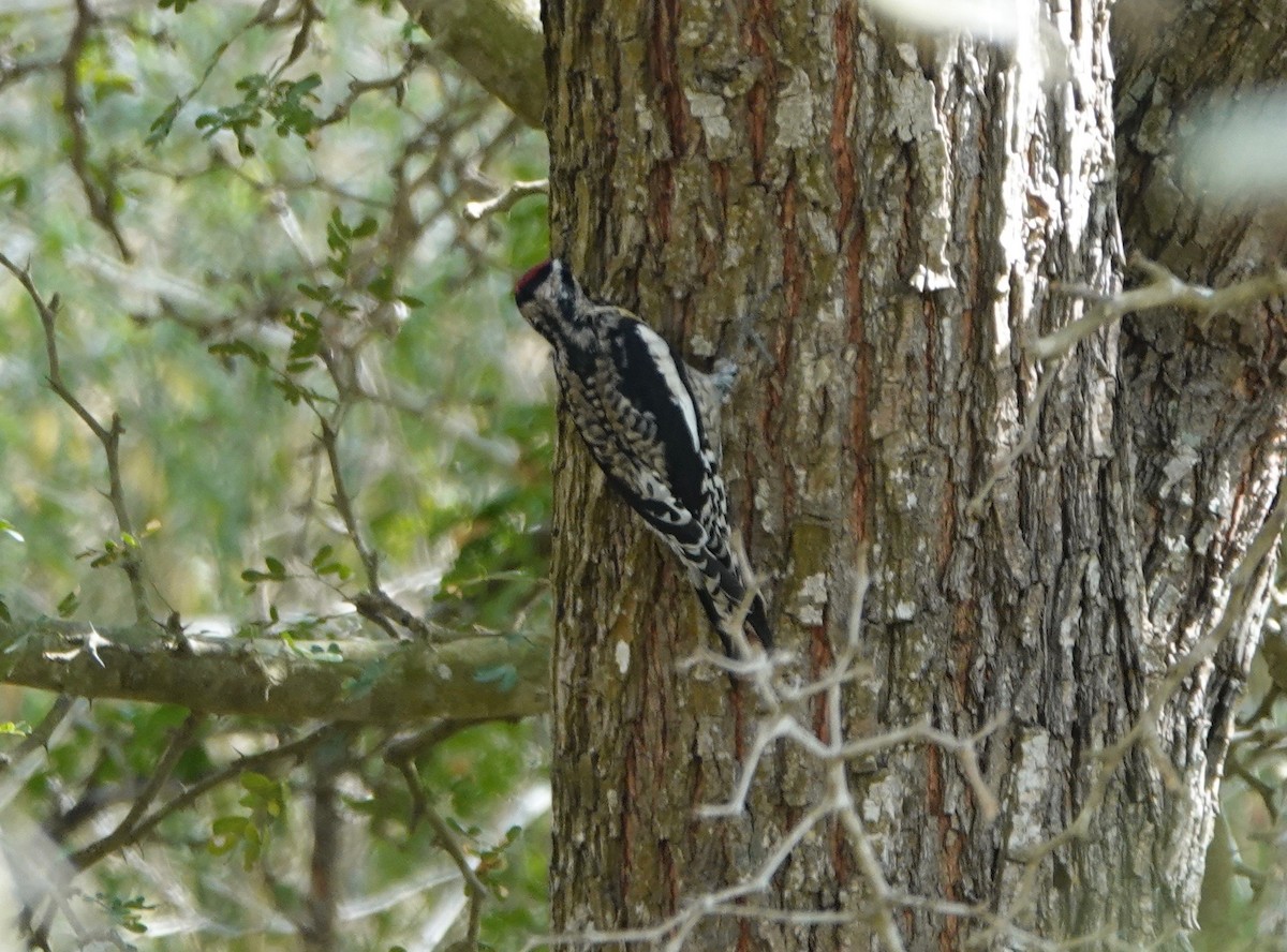 Yellow-bellied Sapsucker - ML195724471