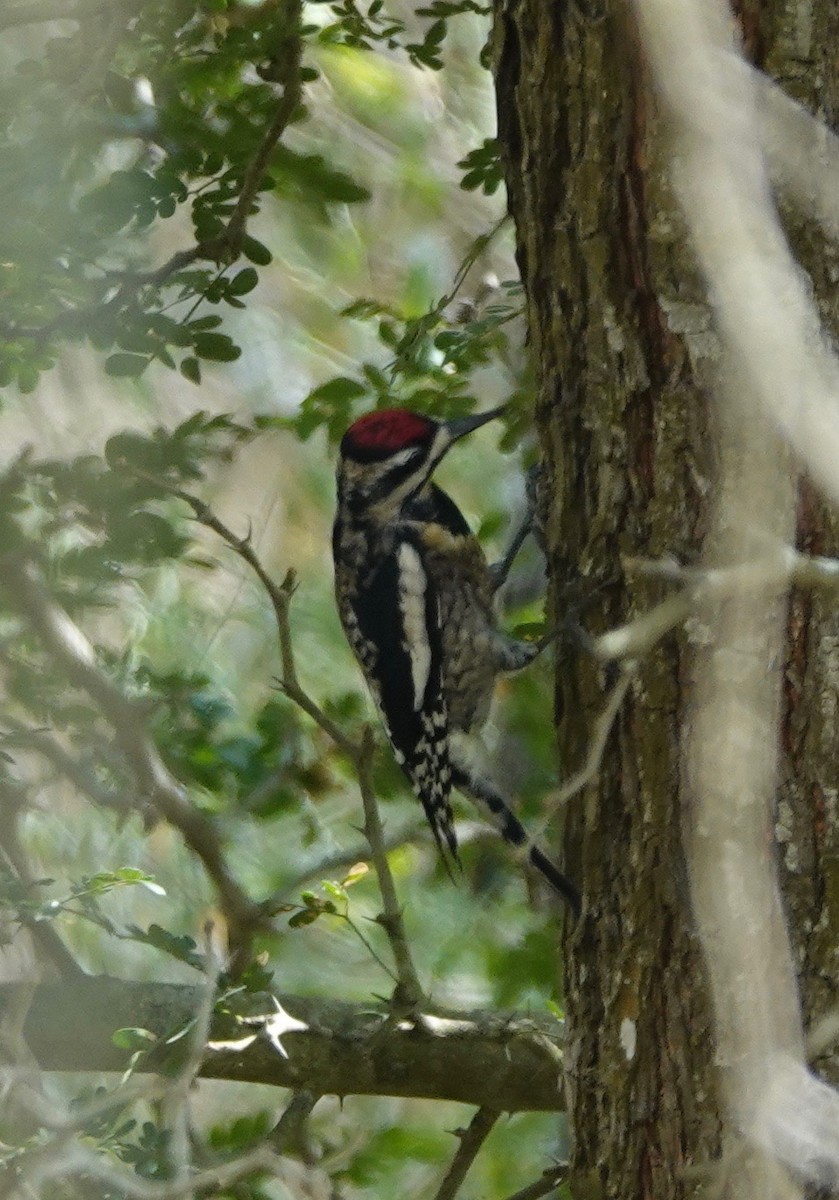 Yellow-bellied Sapsucker - ML195724481