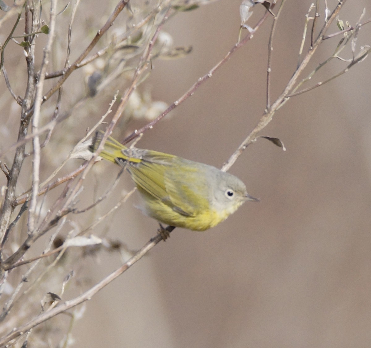 Nashville Warbler - ML195724521