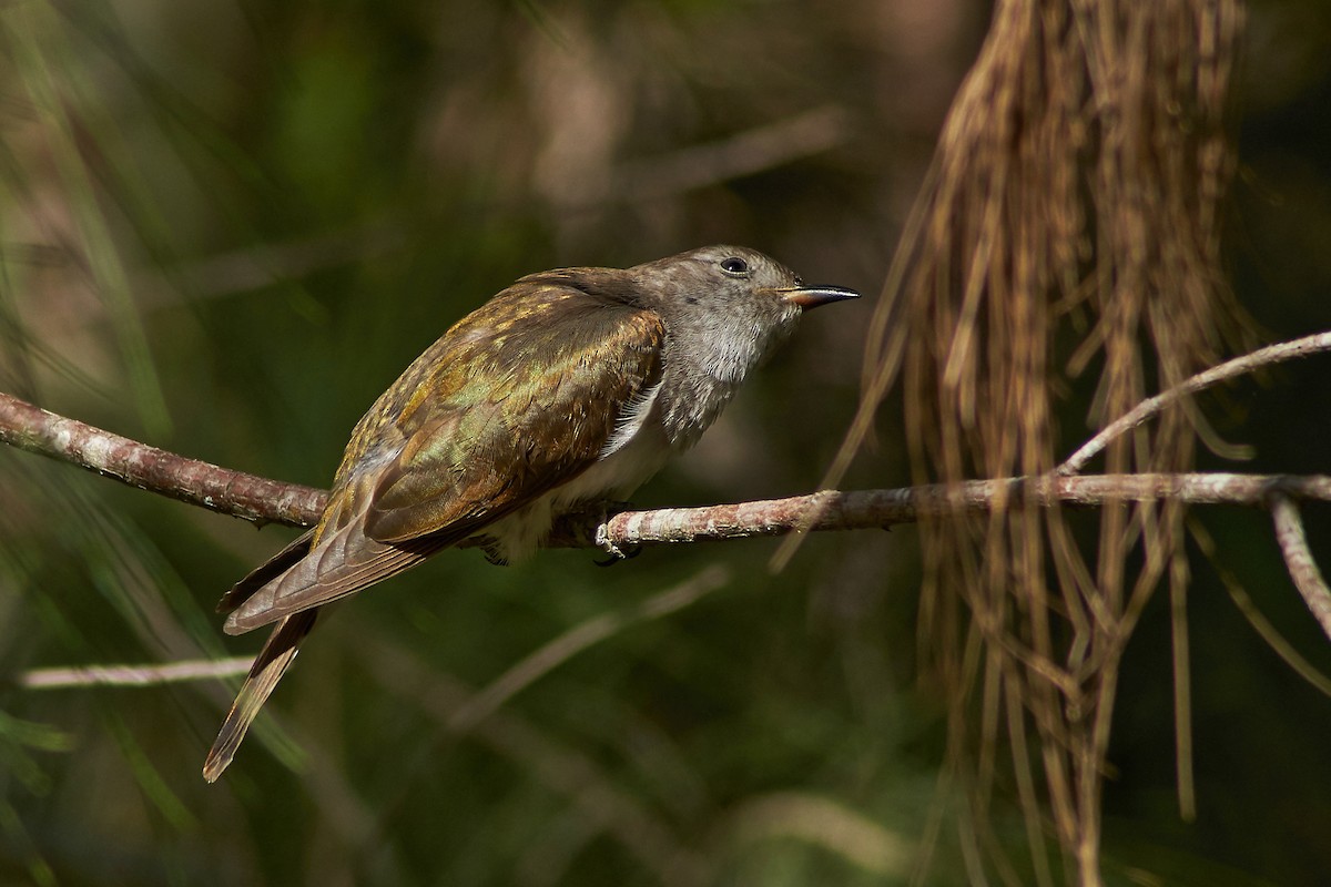 Shining Bronze-Cuckoo - ML195725951