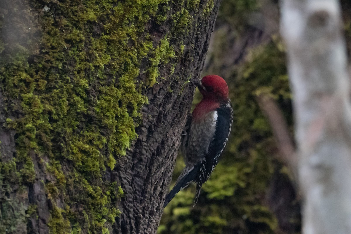 Red-breasted Sapsucker - ML195726671