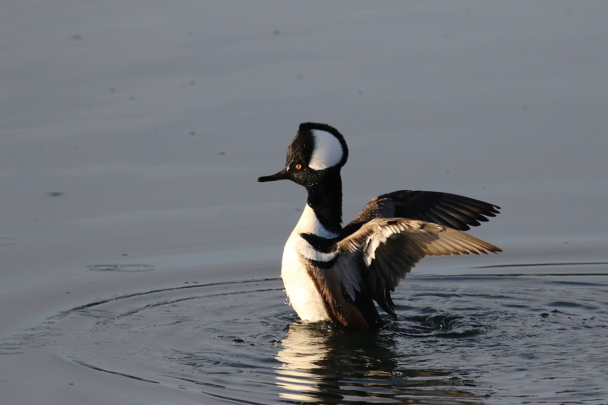 Hooded Merganser - ML195727371