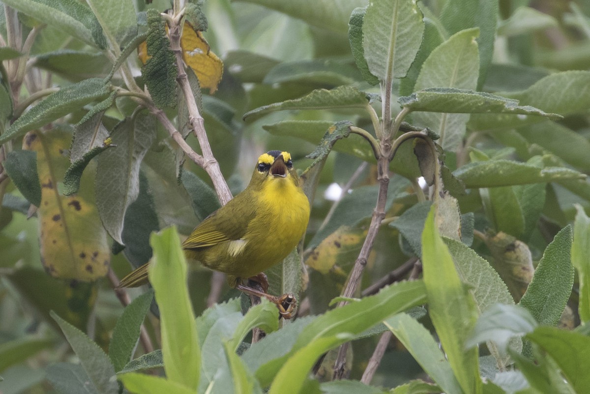 Black-crested Warbler - ML195727411