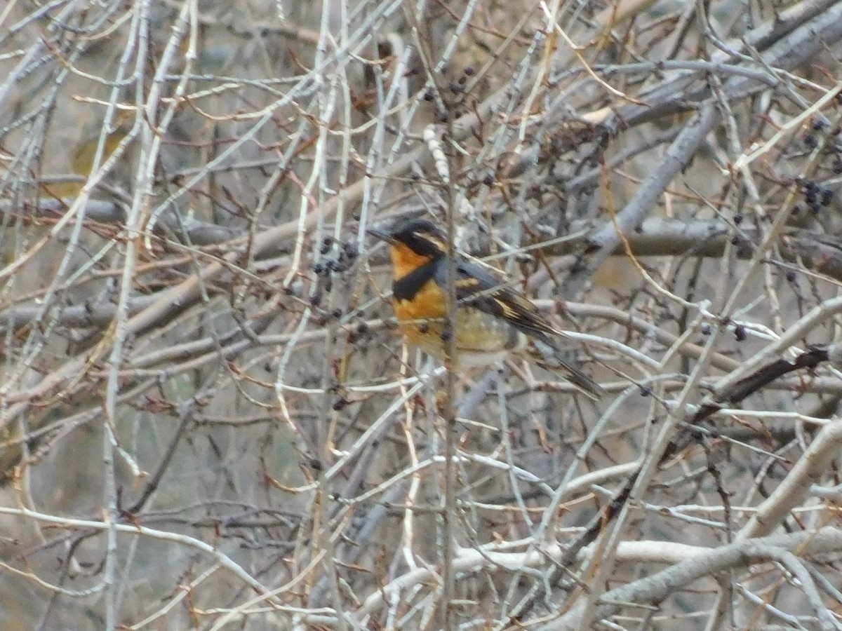 Varied Thrush - ML195727521