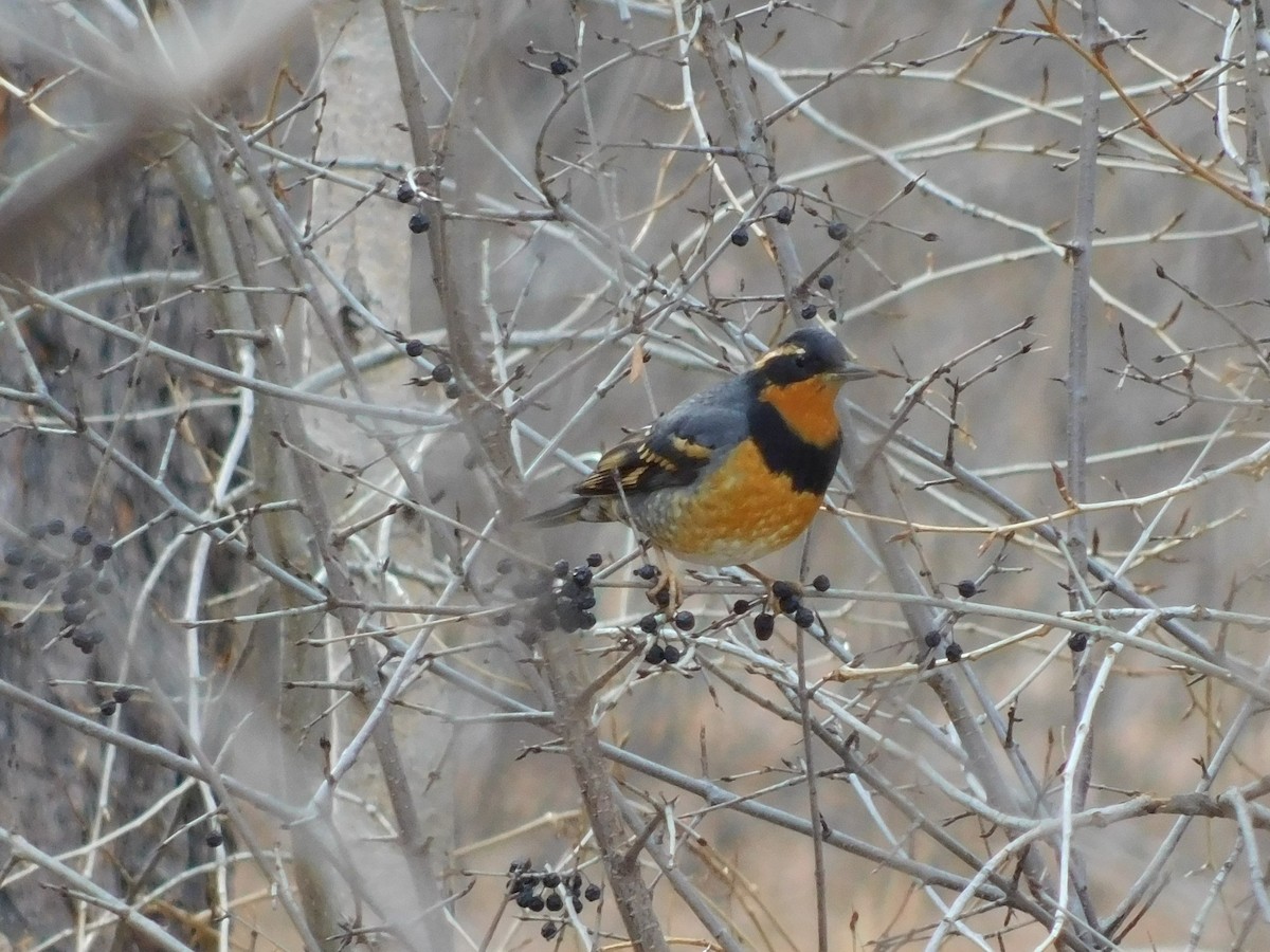 Varied Thrush - ML195727531