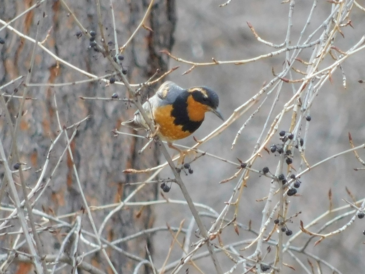 Varied Thrush - ML195727541