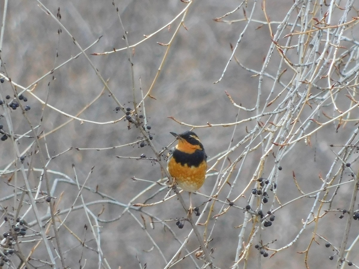 Varied Thrush - ML195727551