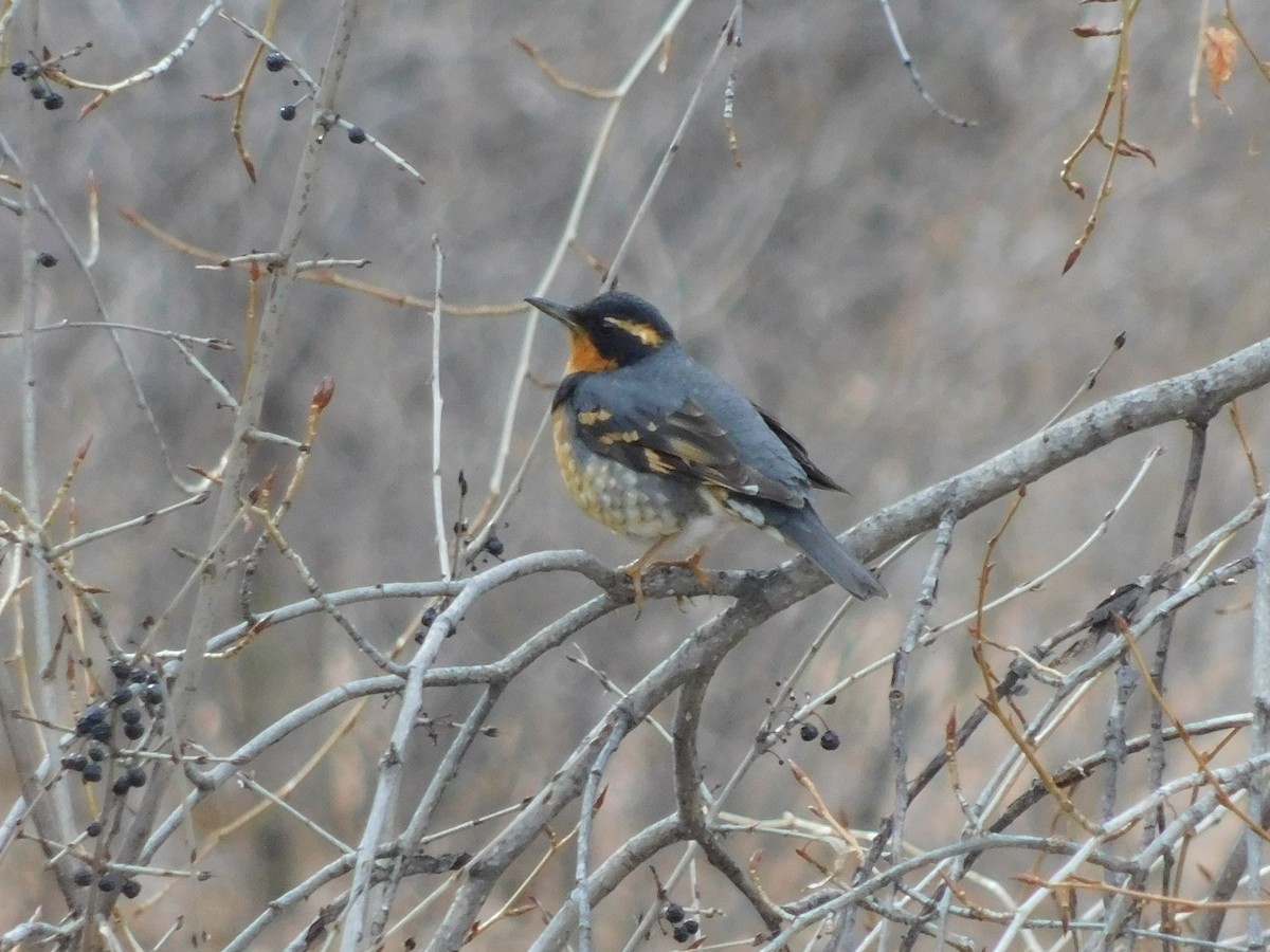 Varied Thrush - ML195727561
