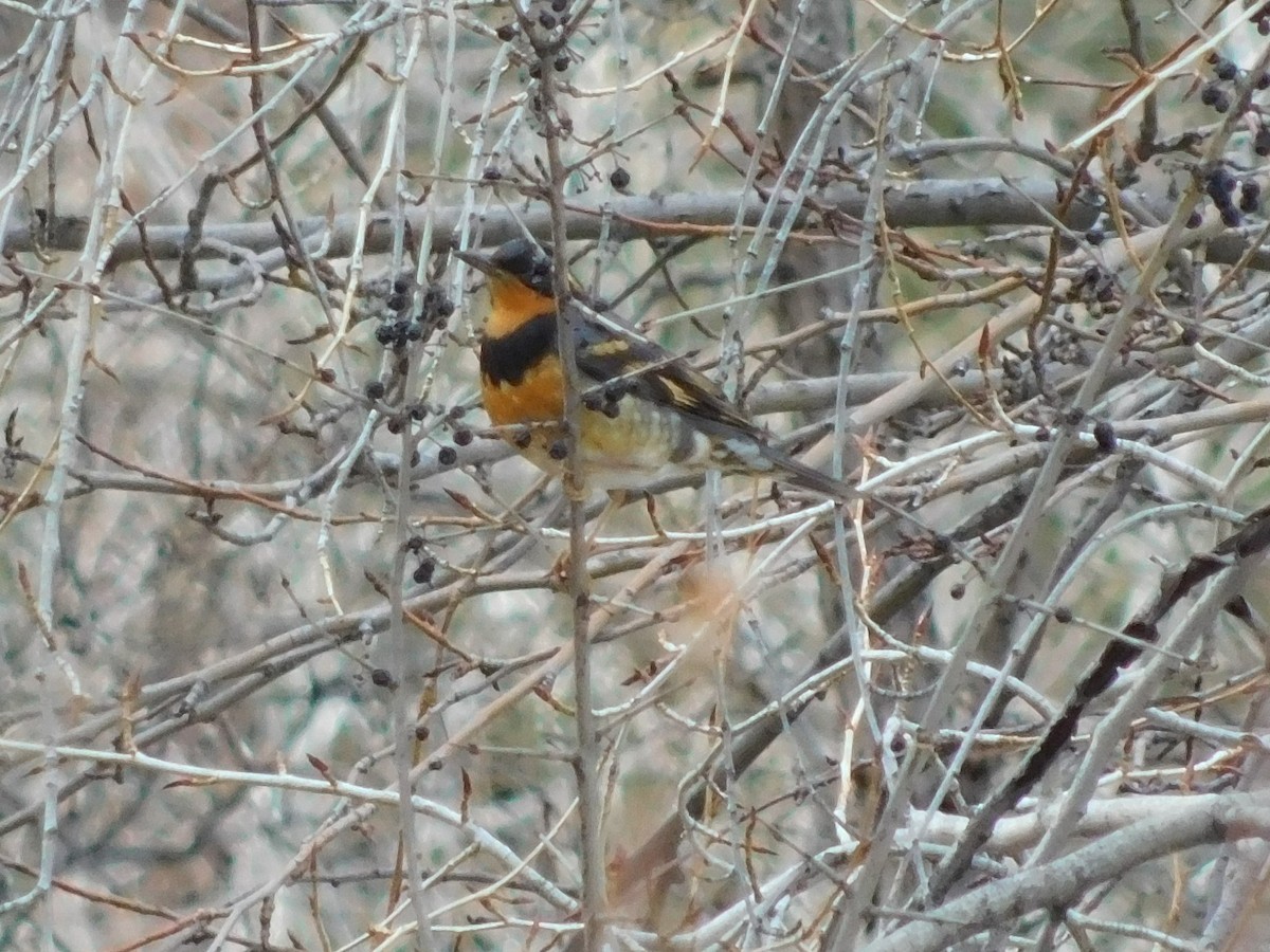 Varied Thrush - ML195727571