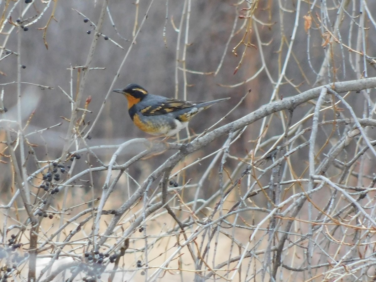 Varied Thrush - ML195727581