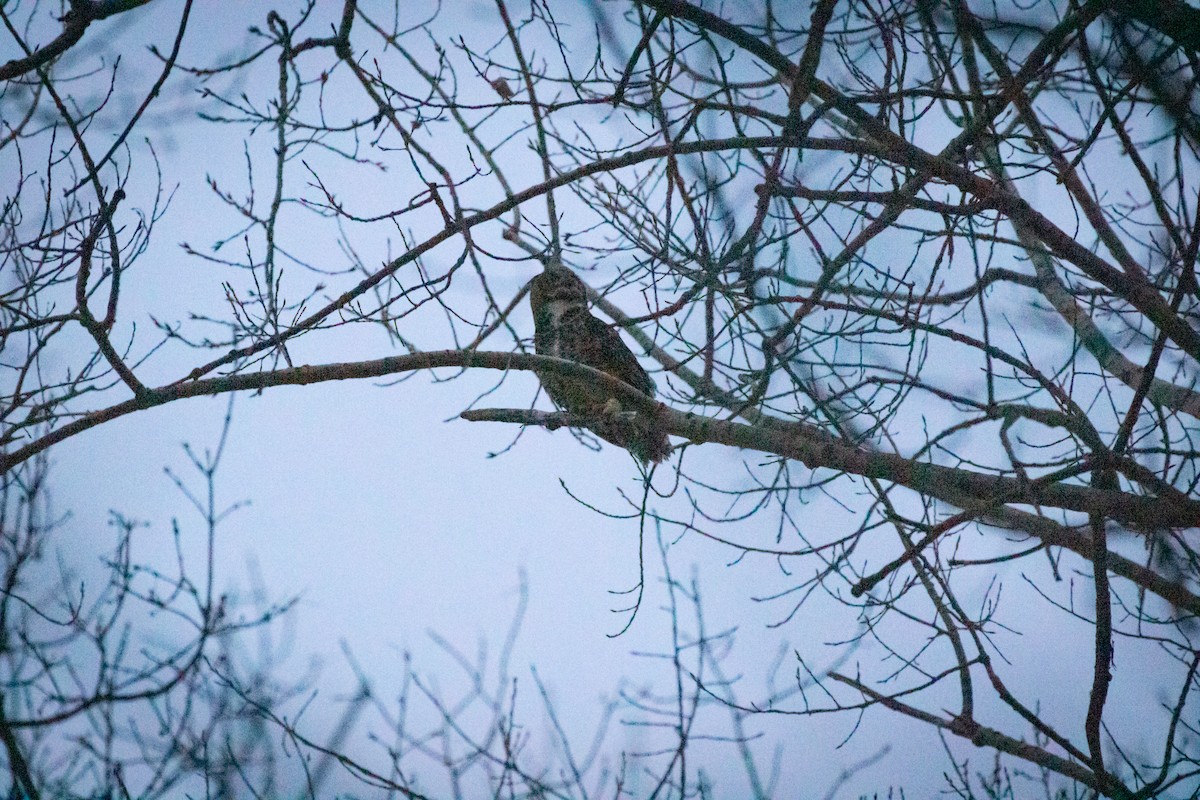 Great Horned Owl - ML195728661