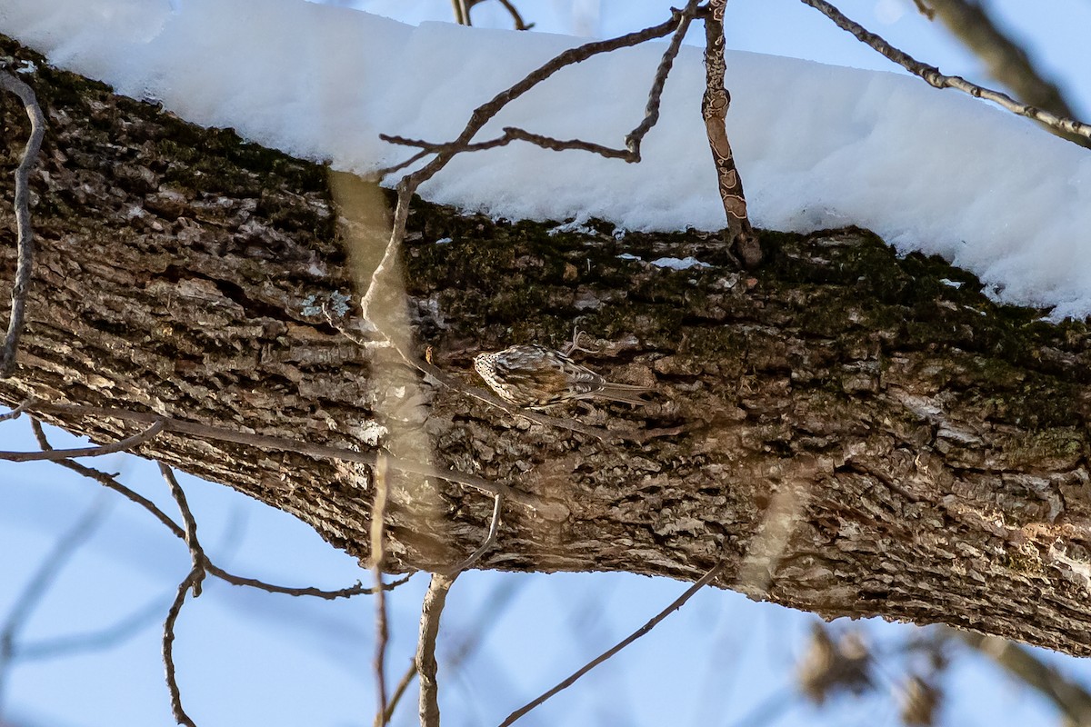 Brown Creeper - ML195729341