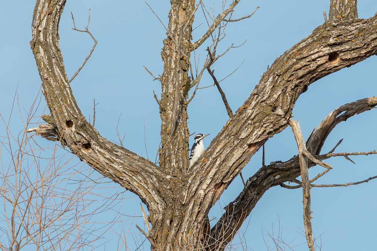 Hairy Woodpecker - ML195729681