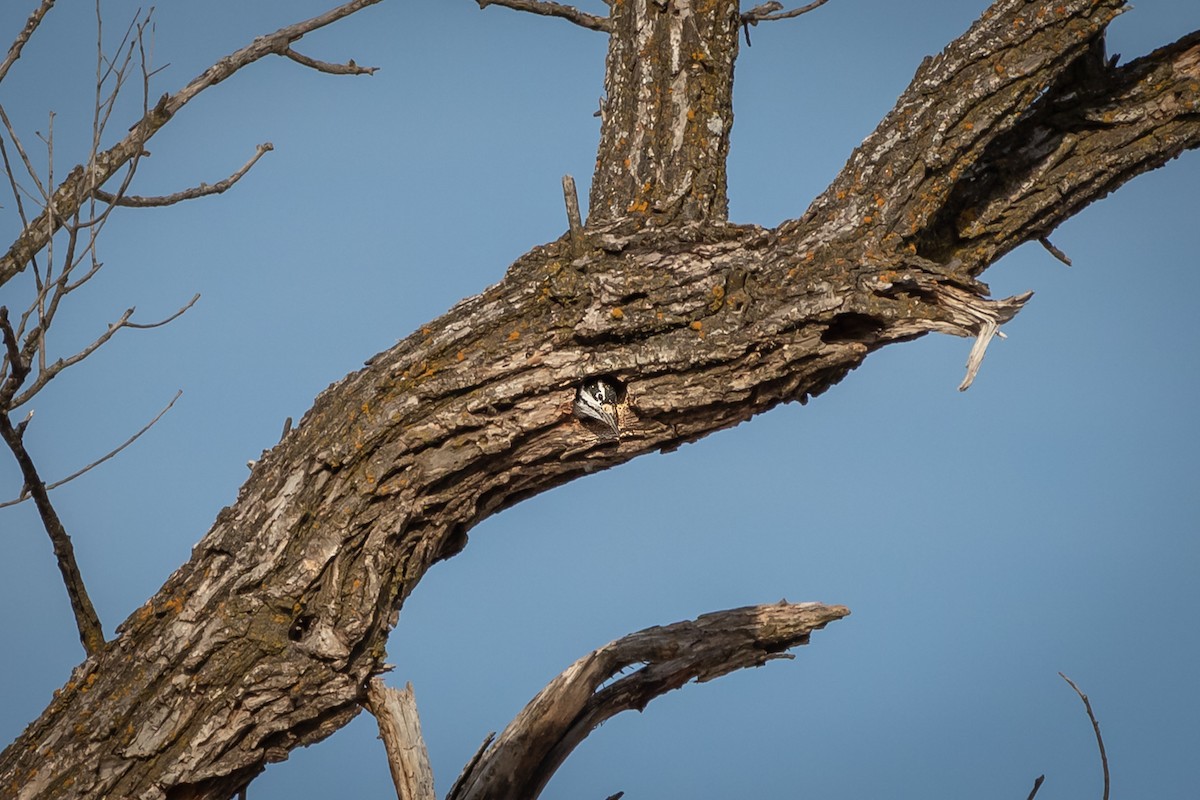 Hairy Woodpecker - ML195729711