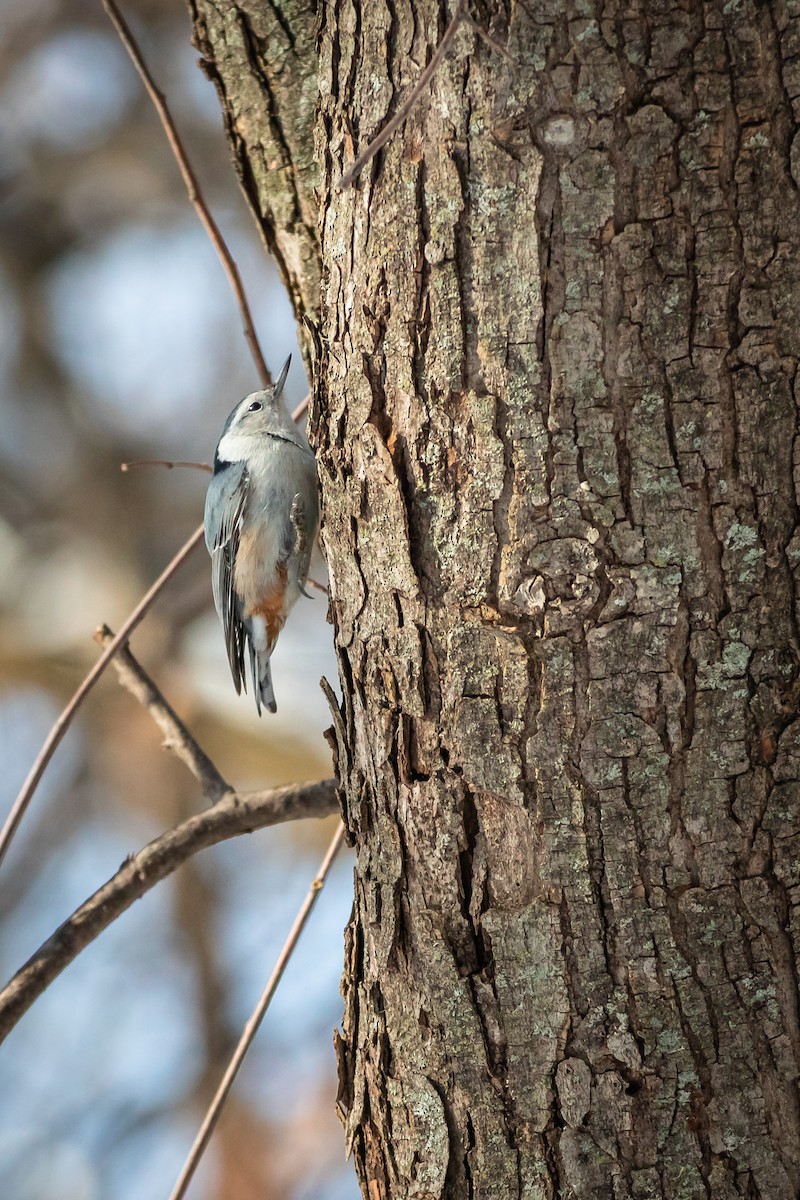 White-breasted Nuthatch - ML195729751