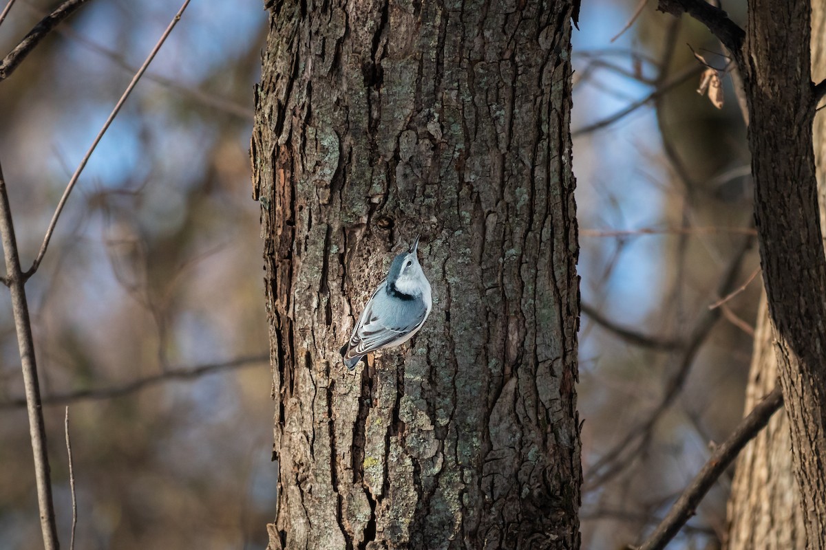 White-breasted Nuthatch - ML195729791