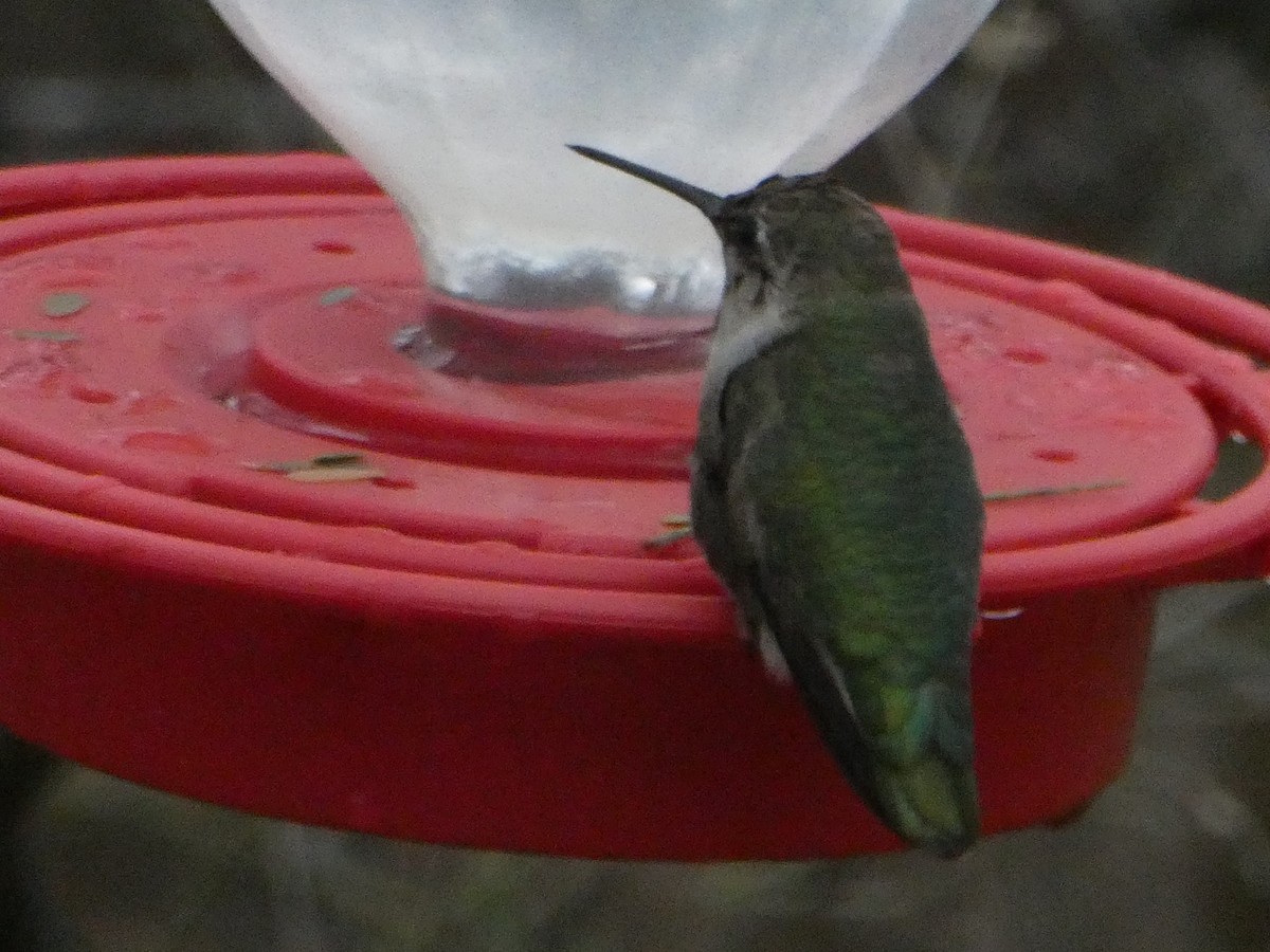 Anna's Hummingbird - ML195730481