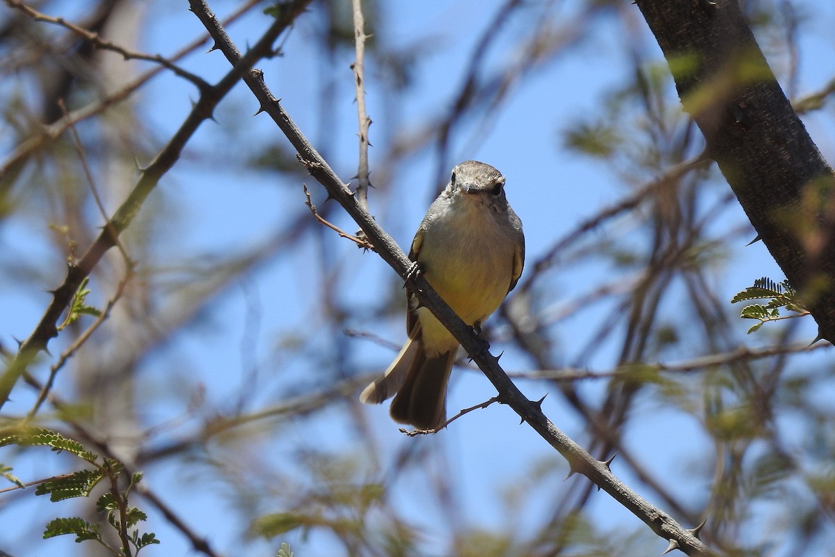 Southern Scrub-Flycatcher - ML195730771