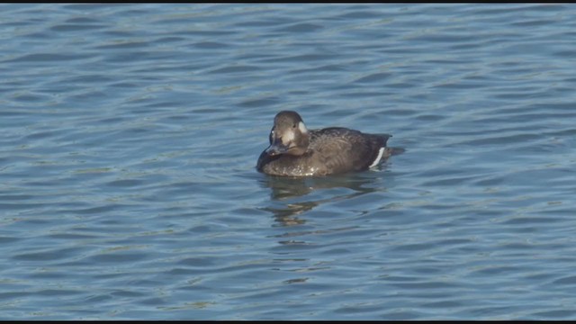 White-winged Scoter - ML195732861