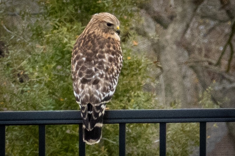 Red-shouldered Hawk - ML195733291