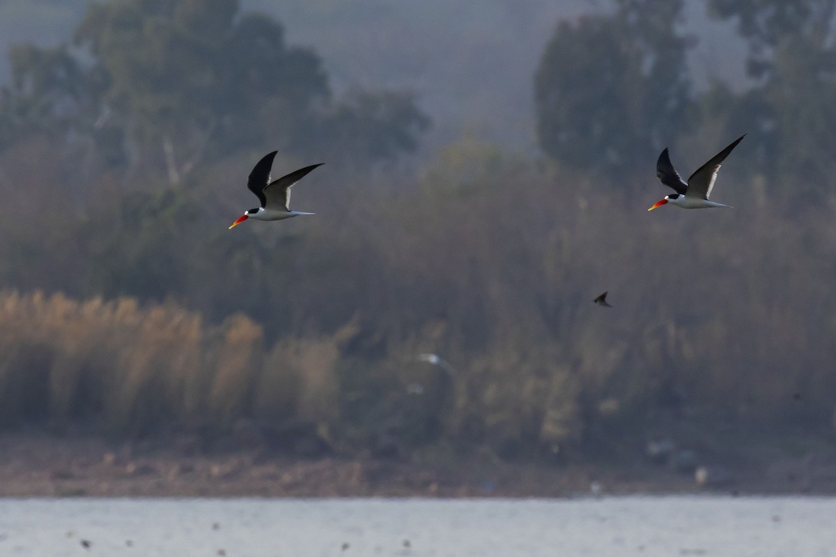 Indian Skimmer - ML195735921