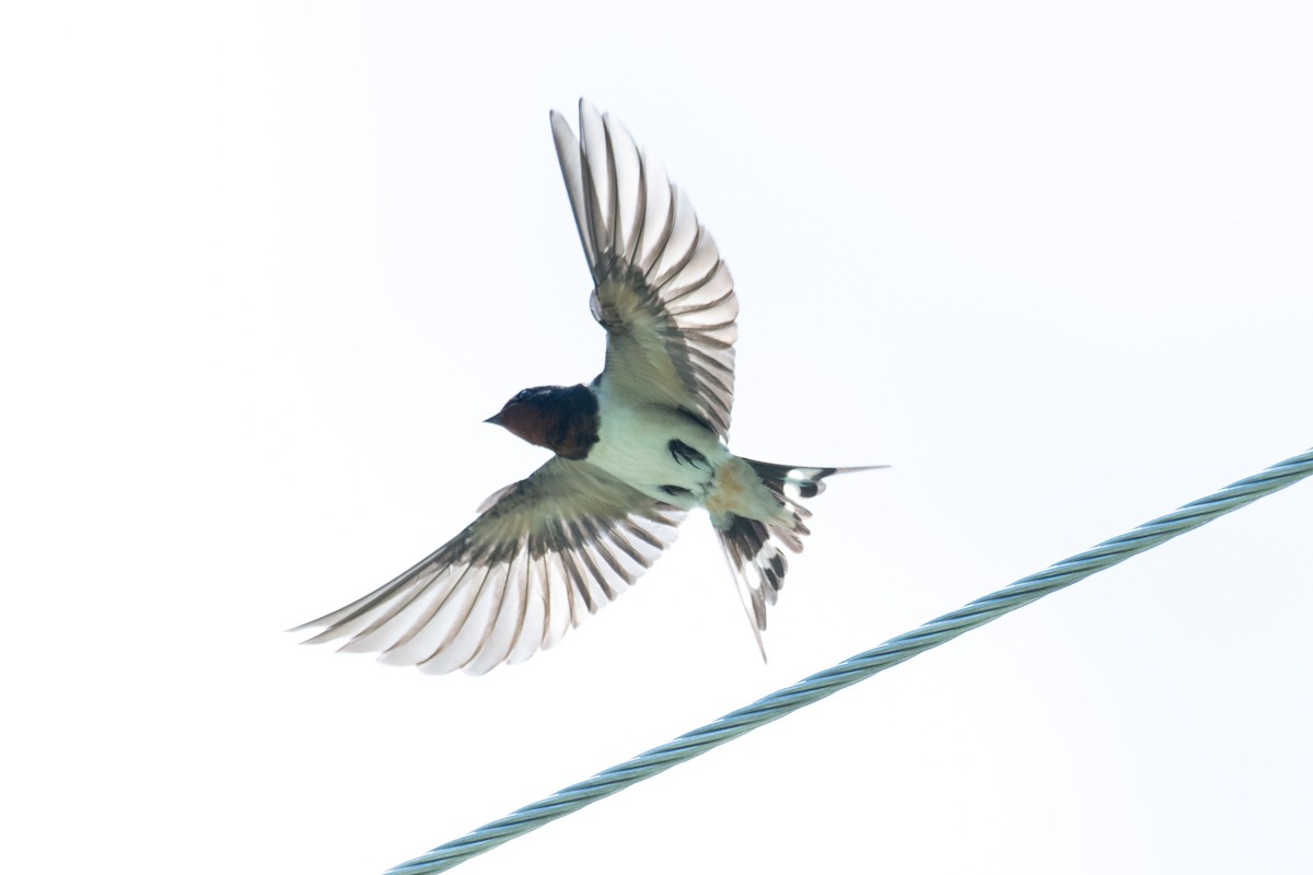 Barn Swallow - ML195736701
