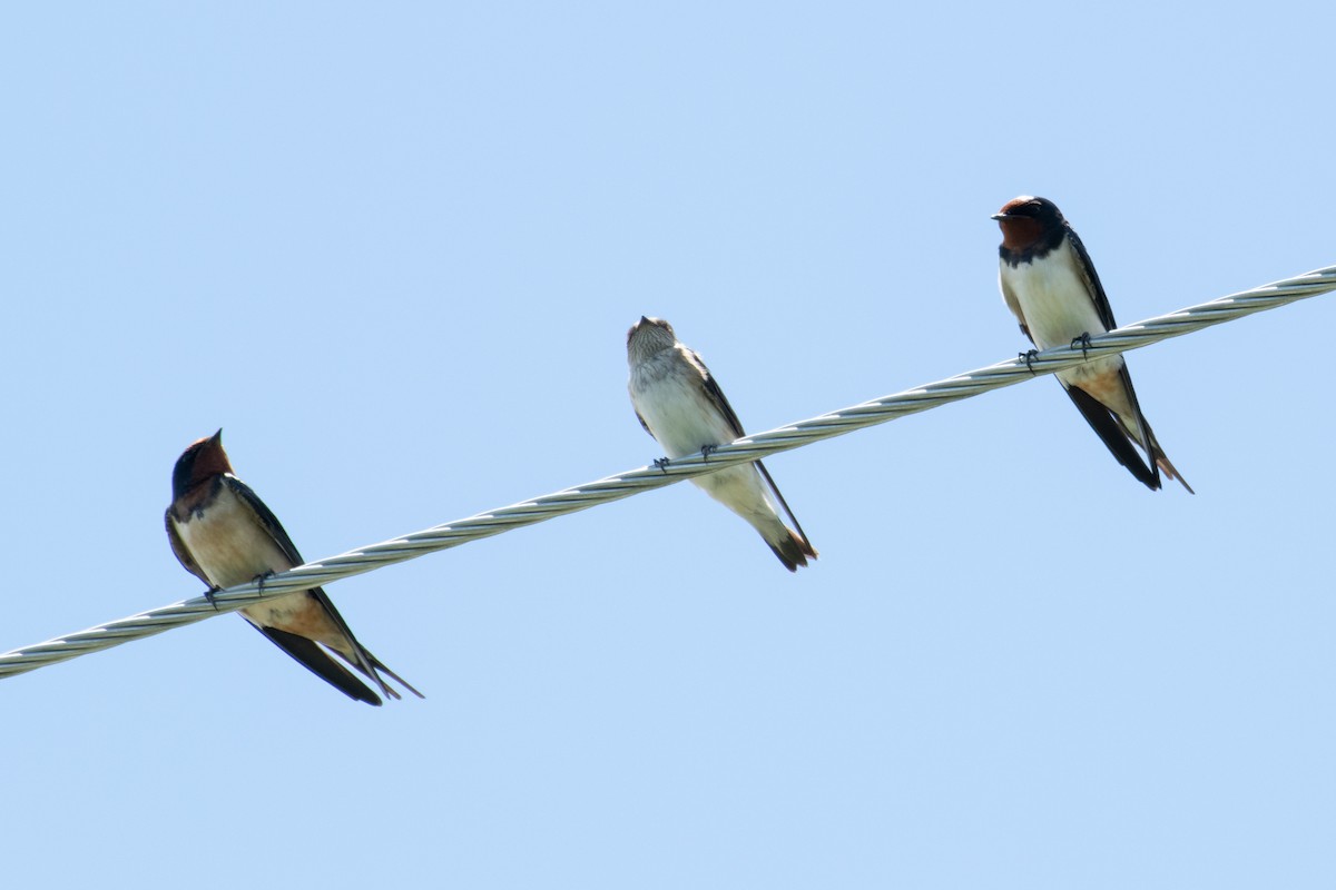 Barn Swallow - ML195736721